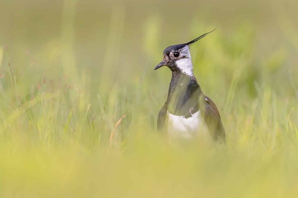 Quelles astuces pour préparer des desserts spectaculaires dans un restaurant haut de gamme?